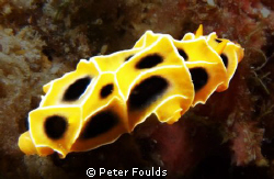 nudibrancia 1 by Peter Foulds 